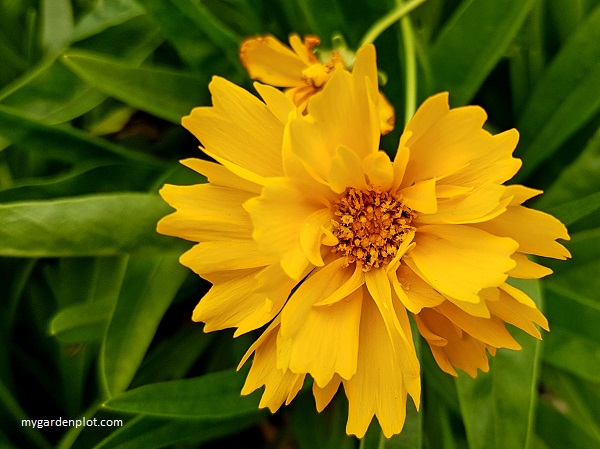 Coreopsis grandiflora - Early Sunrise Tickseed (photo by Rosana Brien / My Garden Plot)