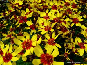 Coreopsis verticillata Firefly Tickseed (photo by Rosana Brien / My Garden Plot)