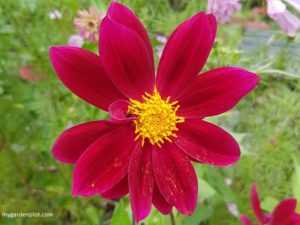 Mignon Dahlia Or Single Flowerhead Group (photo by Rosana Brien / My Garden Plot)