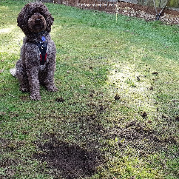 Our Dog Digging In Grass (photo by Rosana Brien / My Garden Plot)