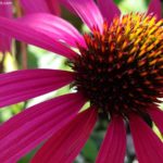Coneflowers: How to Plant, Grow, and Care for Echinacea Flowers