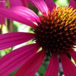 How To Grow Echinacea Flowers