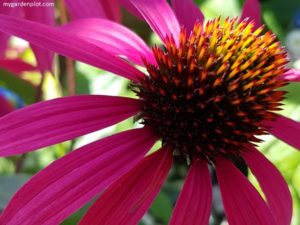 Coneflowers: How to Plant, Grow, and Care for Echinacea Flowers