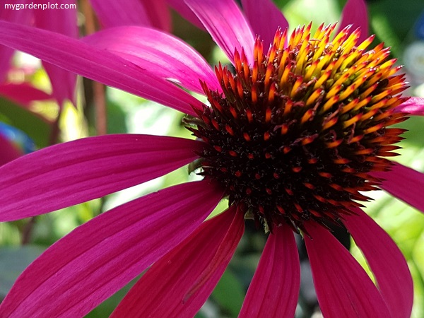 You are currently viewing How To Grow Echinacea Flowers