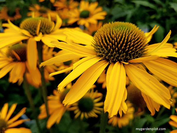 Echinacea Kismet yellow coneflower (photo by Rosana Brien / My Garden Plot)