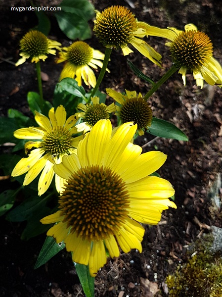 Echinacea 'sombrero lemon yellow' Coneflower eaten by fawn (photo by Rosana Brien / My Garden Plot)