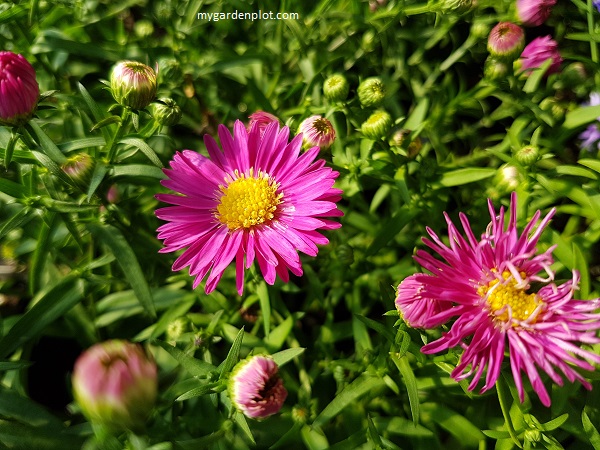 Aster novi-belgii 'Hazy Dark Pink' (photo by Rosana Brien / My Garden Plot)
