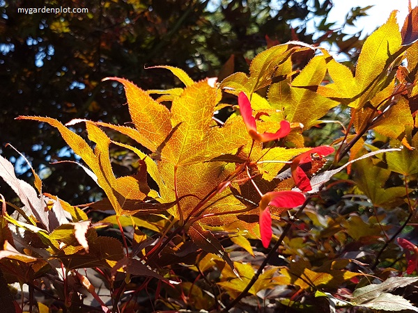 Japanese Maple Tree Foliage And Winged Seeds Filtered September Sunshine (photo by Rosana Brien / My Garden Plot)