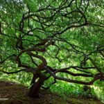 Japanese Maple Tree Care