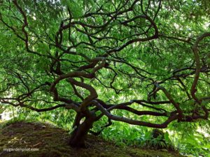 Read more about the article Japanese Maple Tree Care