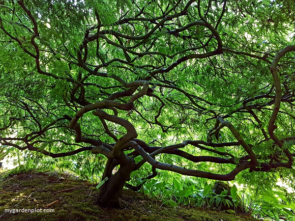 You are currently viewing Japanese Maple Tree Care