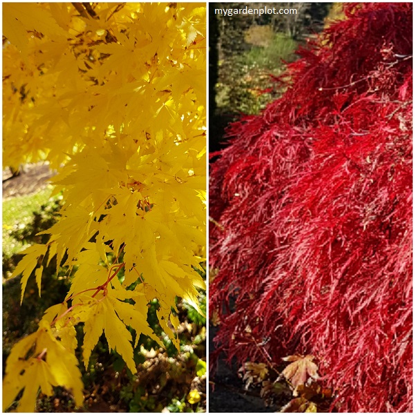 Japanese Maple Trees Autumn (Fall) Yellow And Red Leaf Colours (photo by Rosana Brien / My Garden Plot)