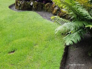 Lawn Care (photo by Rosana Brien / My Garden Plot)