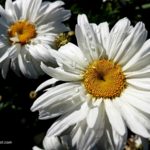 Daisy-Like Flowers For The Garden