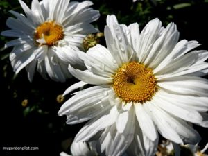 Read more about the article Daisy-Like Flowers For The Garden