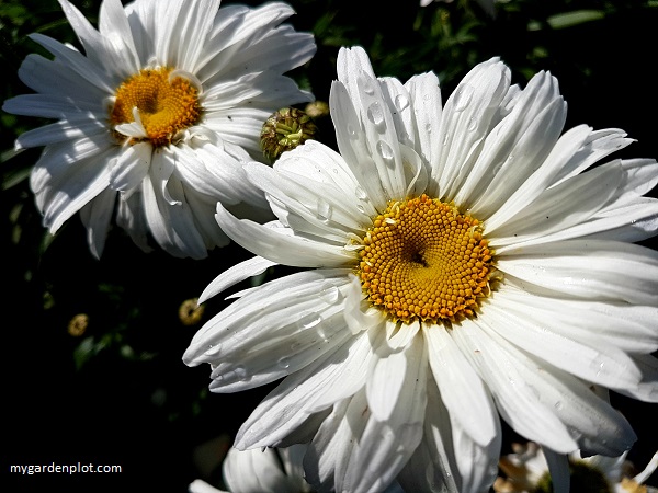 You are currently viewing Daisy-Like Flowers For The Garden