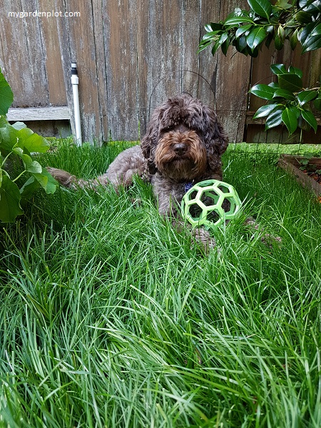 New Grass Patch Grown From Seed Left Tall (photo by Rosana Brien / My Garden Plot)