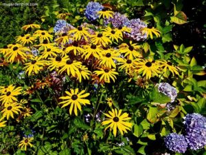 Rudbeckia 'Black Eyed Susan' And Hydrangea Border (photo by Rosana Brien / My Garden Plot)