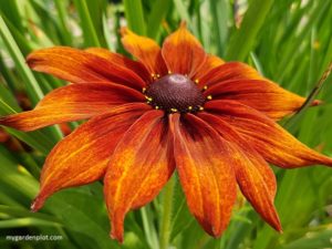 Rudbeckia Hirta - Gloriosa Daisy 'Autumn Colors' (photo by Rosana Brien / My Garden Plot)