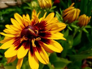 Rudbeckia Hirta - Gloriosa Daisy 'Denver Daisy' (photo by Rosana Brien / My Garden Plot)