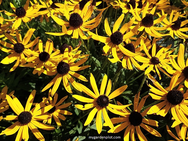 Rudbeckia fulgida var. sullivantii 'Litte Goldstar' (photo by Rosana Brien / My Garden Plot)