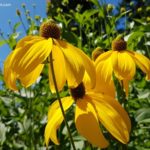 Rudbeckia Plant Guide