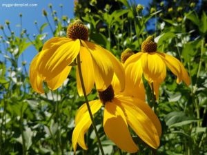 Rudbeckia 'Herbstsonne' also known as 'Autumn Sun' - Rudbeckia Plant Guide: How To Plant, Grow And Care For Rudbeckia (Black Eyed Susan) Coneflower