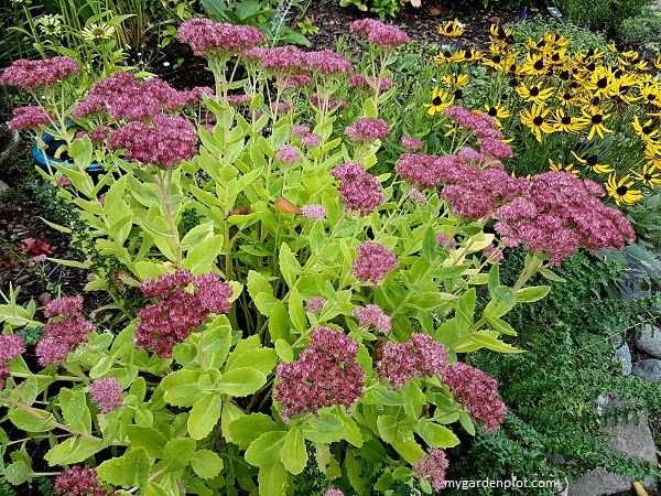 Garden Border With Sedum And Rudbeckia (photo by Rosana Brien / My Garden Plot)