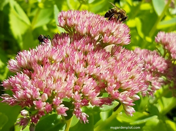Sedum Flower Clusters Attract Bees (photo by Rosana Brien / My Garden Plot)