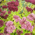 Tips For Growing Sedum