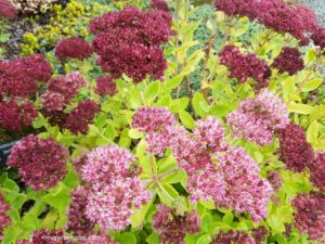 Sedum Hylotelephium 'Herbstfreude’ Autumn Joy (photo by Rosana Brien / My Garden Plot)