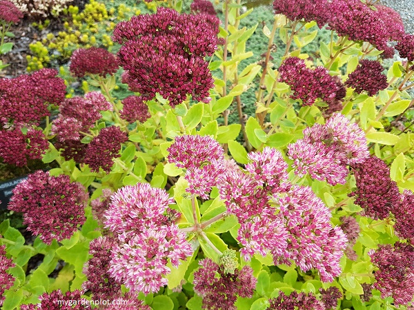 You are currently viewing Tips For Growing Sedum