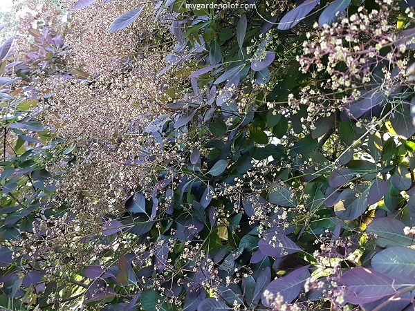 Smoketree (Smoke Bush) Flower Clusters (photo by Rosana Brien / My Garden Plot)