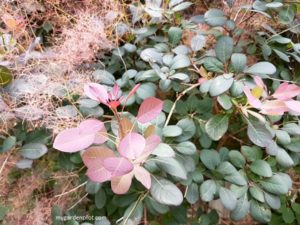 Read more about the article Growing Smoke Trees