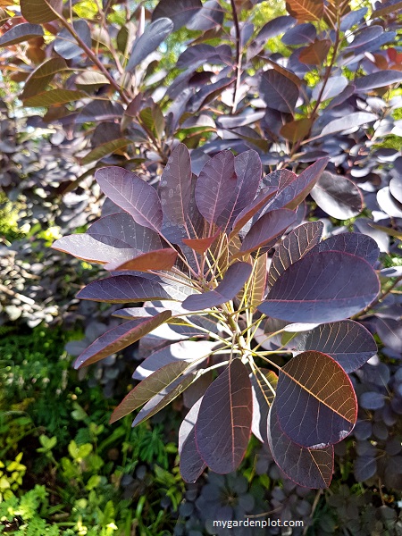 Smoketree (Smoke Bush) Foliage (photo by Rosana Brien / My Garden Plot)