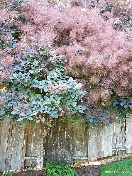 Smoketree (Smoke Bush) Tree (photo by Rosana Brien / My Garden Plot)