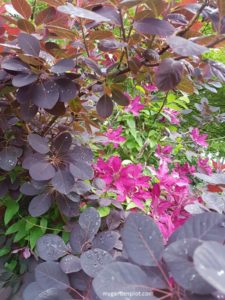 Smoketree With Clematis (photo by Rosana Brien / My Garden Plot)