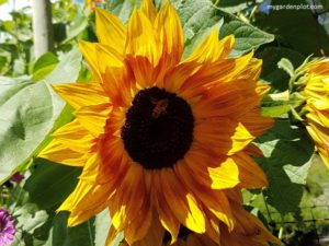 Unmistakable Sunflower In A September Garden (photo by Rosana Brien / My Garden Plot)