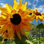 Helianthus annuus Sunflower - How To Plant, Grow And Care For Sunflowers, And How To Harvest Sunflower Seeds