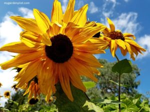 Helianthus annuus Sunflower - How To Plant, Grow And Care For Sunflowers, And How To Harvest Sunflower Seeds