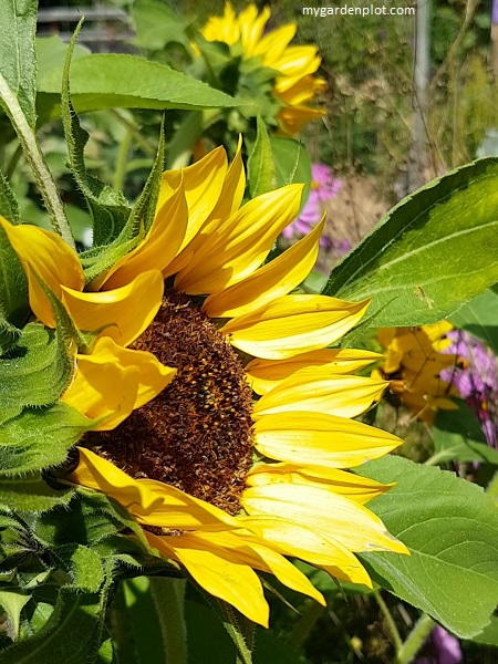 Sunflowers In The Kitchen Garden (photo by Rosana Brien / My Garden Plot)