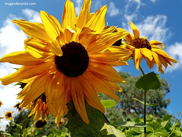 You are currently viewing Growing Sunflowers