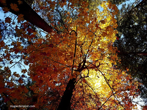 You are currently viewing What To Do In The Garden In October