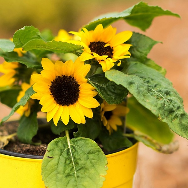 Growing Potted Sunflowers