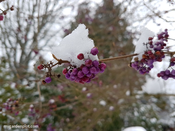 You are currently viewing Winter Gardens