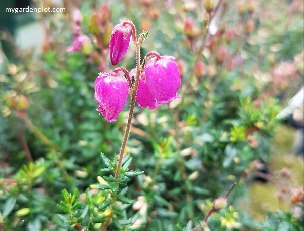 Daboecia cantabrica 'Rainbow' flowers from June to October (photo by Rosana Brien / My Garden Plot)