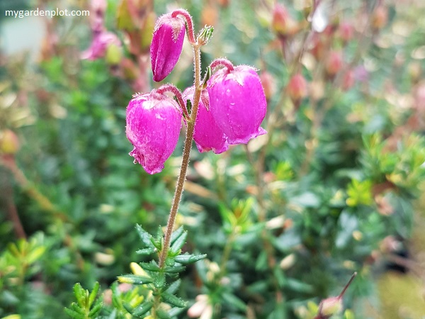 Daboecia cantabrica - Rainbow (photo by Rosana Brien / My Garden Plot)