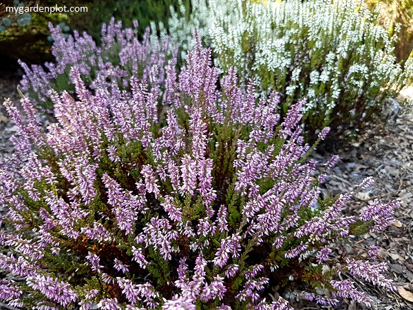 Heather Garden Border (photo by Rosana Brien / My Garden Plot)