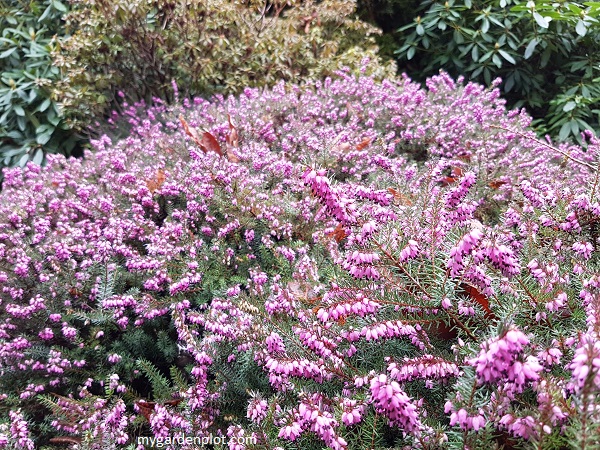 Heath Flowering In Mid Winter (photo by Rosana Brien / My Garden Plot)