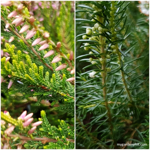 Heather And Heath Leaf Comparison (photo by Rosana Brien / My Garden Plot)